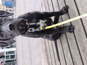 Update 17.11.2022 Die kleine Mqus sucht dringend ein