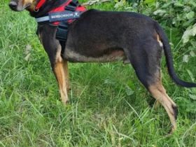 Aramis, geb. 01.03.2020, 62 cm groß und 26 kg schwer,