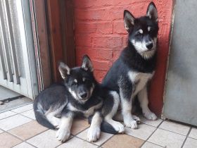 Aus unerem DWurf haben wir noch 2 liebe süße Welpen .