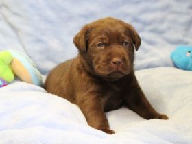 Wir haben noch zwei braune Rüden zu vergeben. Sie