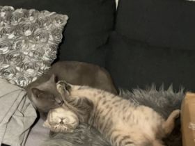 6 Monate alte kitten Weibchen abzugeben.Sehr verschmust