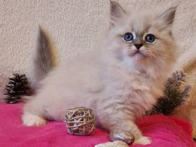 Unser Zucht "Baltijas Skaistums" bietet 3 Kätzchen