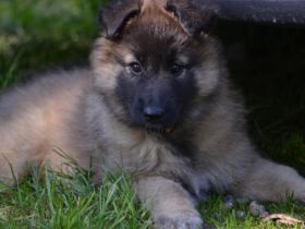 Wir suchen für unsere Welpen aktive Menschen. Sie