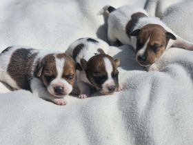 Lustige, kernige Jack Russell