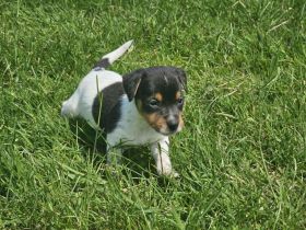 Lustige, kernige Jack Russell Rüden