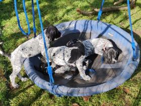 Französischer Vorstehhund, beste französische Linien,