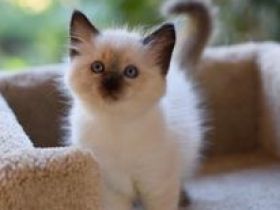 Liebe Katzenfreunde, wir haben zuckersüße Ragdoll