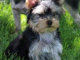 Wenn Sie schöne, gesunde und außergewöhnlich gefärbte