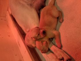 Wilma ist eine verschmuste und einfach liebenswerte