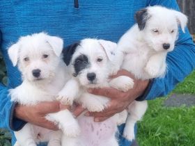 Unsere Süßen Kleinen suchen ein neues Zuhause Unsere