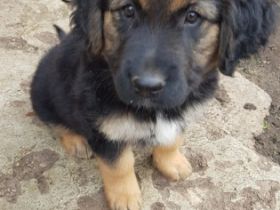 Hallo wir sind wunderschöne lebhafte verschmust Kinder