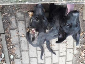 Ich Cooper und meine Schwester Crazy vom Räuber