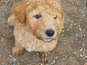 Hallo meine Goldendoodlehündin Frieda hat am 11.9