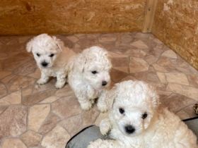 3 kleine reinrassige zuckersüße Fellnasen suchen noch