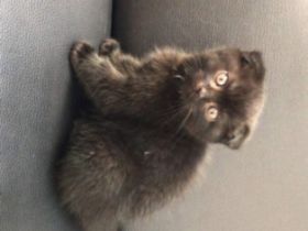 Hallo Wir haben 2 kleinesüße Kitten abzugeben. Die