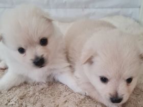 Verkaufe unseren Wurf Pomeran Zwegspitze 2Mädels 2Jungs