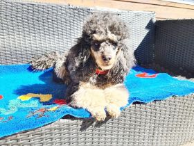 Ulli vom Wewecker Weiler, Lurchi ist ein charmanter