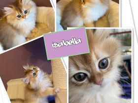 Hallo ihr Lieben , Wir sind Kleine Hobby Zucht von Bkh