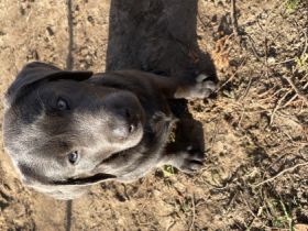 Drei kleine Labbi Babys sind noch zu haben. Die Kleinen