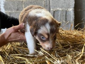Am 29.9.2022 sind unsere süssen welpen zur welt