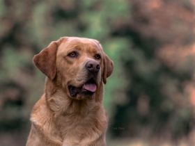 You`ll never walk alone Gustav