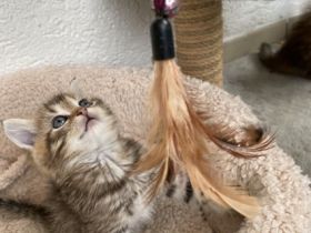 Unsere Katze hat am 22. August 5 süße Bärchen zur Welt