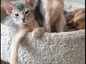 Abyssinian kennel offers kittens. For more information