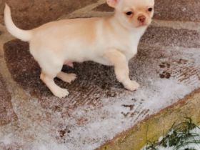 Zwei unserer schoko Buben in kurzhaar suchen noch ihr