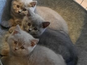 Bei Abgabe sind unsere Kitten 2mal entwurmt und 1mal