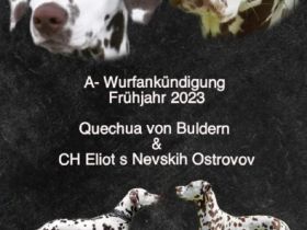 Dalmatiner von Hollenstede