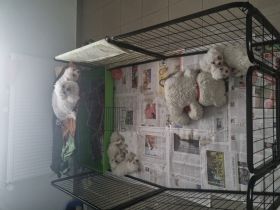 Hallo zusammen. Für Tierfreunde, die sich eine reine