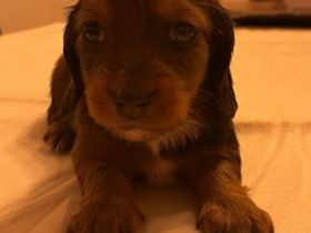 Wir haben bunten Dackelalarm! Unsere fünf