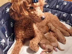 Pudel Welpen von preisgekrönten Eltern mit FCI