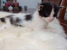 Hallo an alle Katzenfreunde! Unsere Maine Coon Kätzin 