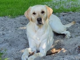 Wilma ist eine absolut liebenswerte und verschmuste