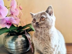 Unsere Amelia hat am 28. Juli 4 zuckersüße Kätzchen