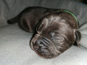 Wir haben dieses Jahr nach 2 Jahren Pause wieder zwei