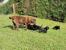 Süße Labradorwelpen zu verkaufen, schwarz, reinrassig
