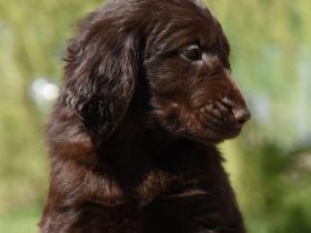 Wir erwarten ca ab dem 6.Februar 2023 reinrassige