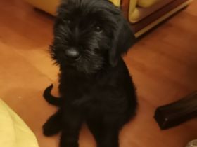 riesenschnauzer Welpen m.P.