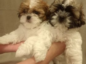 Wir haben 2 Welpen die wären morgen 8 Wochen alt am