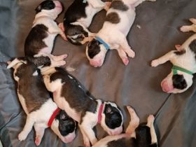 Am 23.10.2023 sind 10 Langhaarbernhardiner auf die Welt