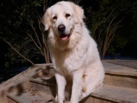 Mr. White - unser XXL-Teddybär