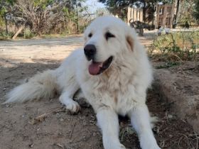 Mr. White - ein sanfter Riese mit Charm