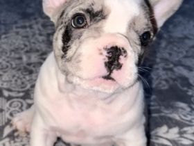 Hallo an alle Frenchi-Freunde und die, die es werden