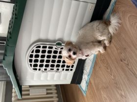 Lilli und Luna, Hallo,Wir müssen leider unsere Süße