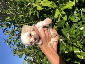 Wir haben vier zuckersüße Fellnasen zu vermitteln. 3