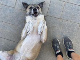 Kira - eine veschmuste Hundedame