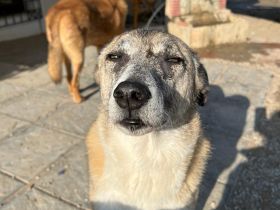 Kira - eine veschmuste Hundedame