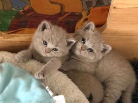 4 wunderschöne verschmuste BKH-Kitten mit Stammbaum in lilac und blue